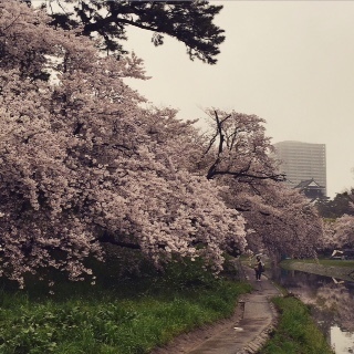 桜.jpeg